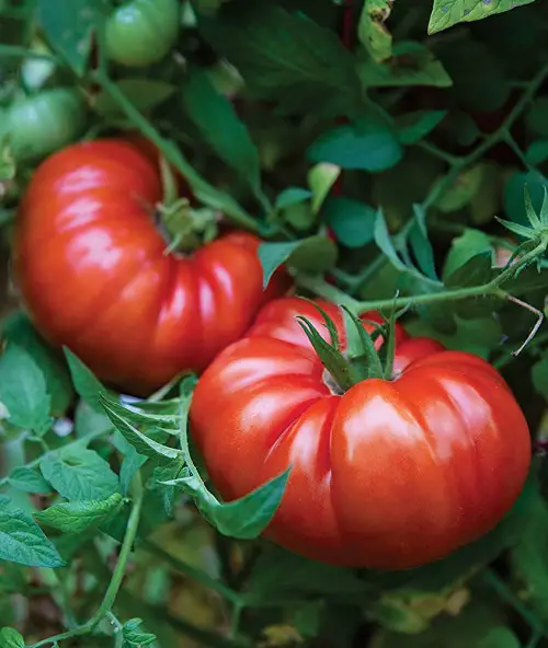 Using Tomatoes in Sandwiches