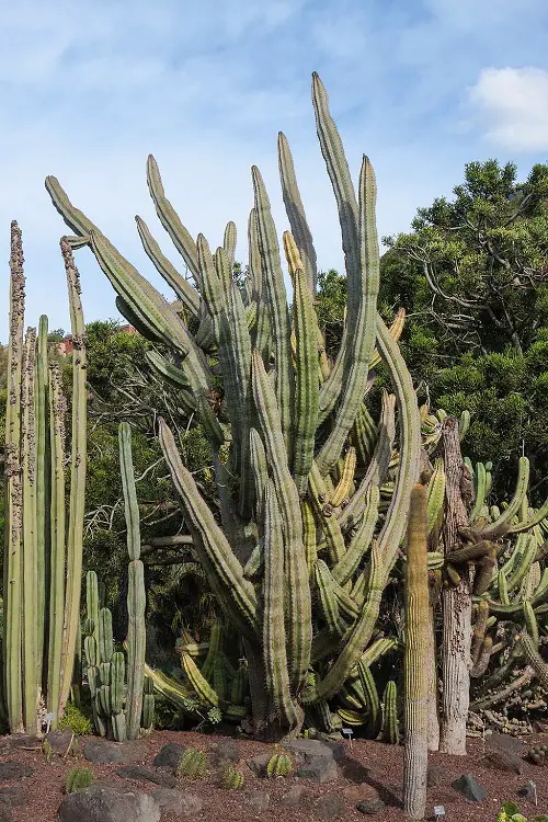 Amazing Best Types of Columnar Cactus Varieties