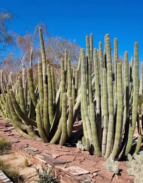 most Types of Columnar Cactus Varieties