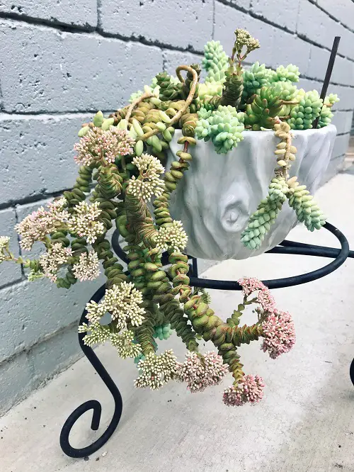 Amazing Succulent With White Flowers 15