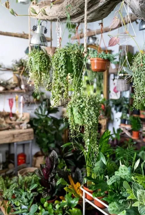 lovely Ideas for Urban Jungle Plants