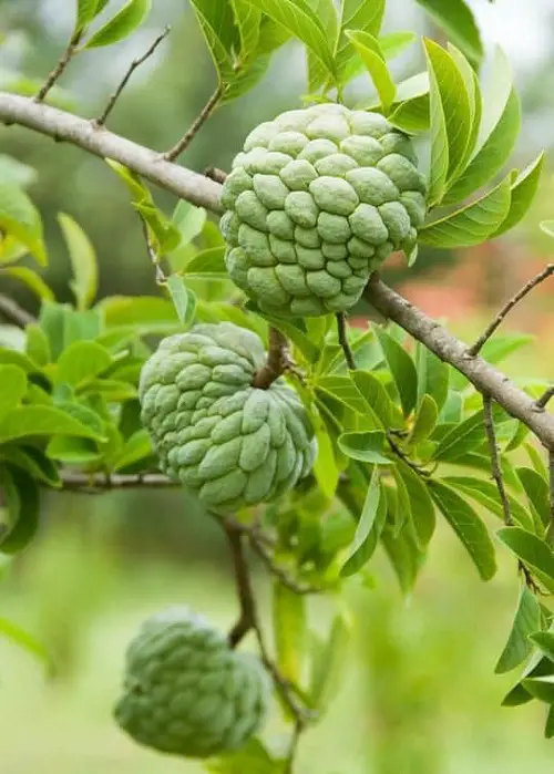 S named fruit 14