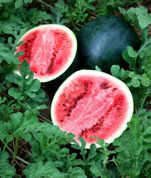 Fruits That Start with S 27