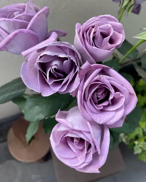 best Beautiful Blue Rose Varieties