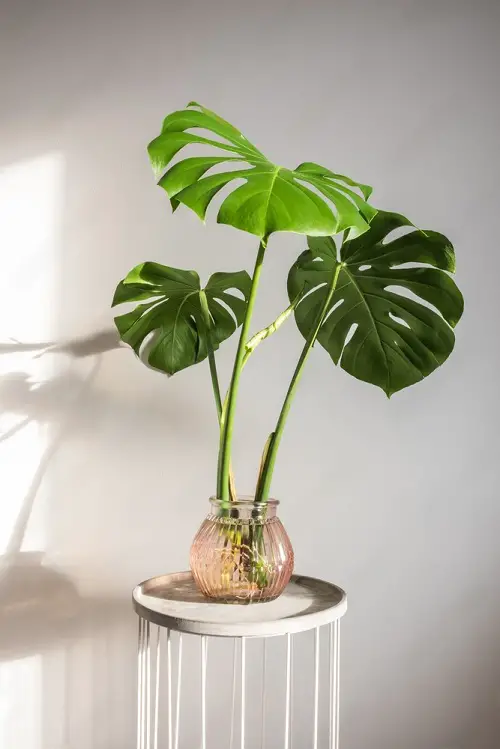 Big Leaf Houseplants that Grow in Just Water