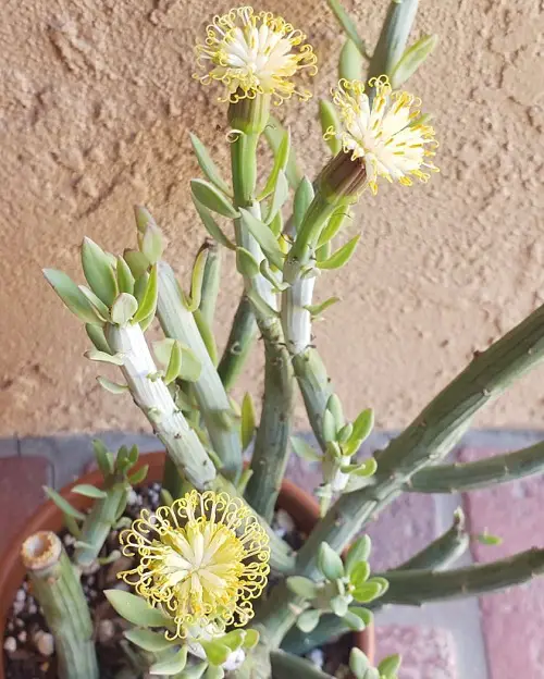 Plants from Jamaica