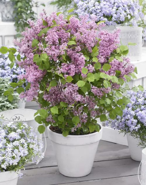 Beautiful Flowers that Represent Family