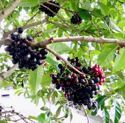 best Fruits That Are Delectable And Start With A
