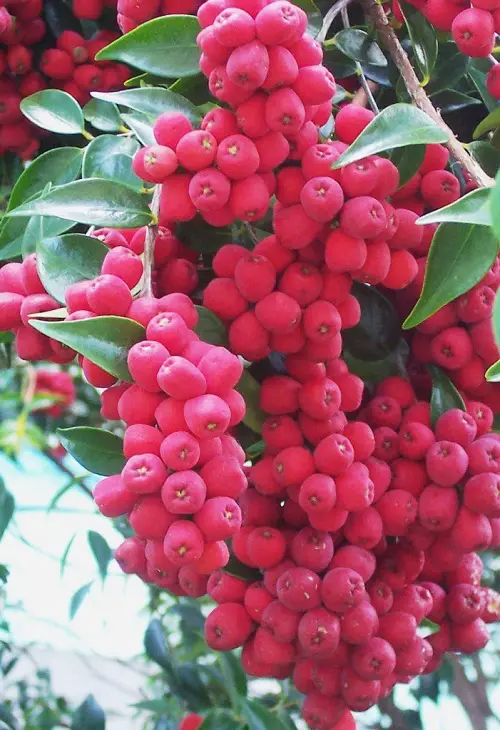 beautiful Fruits With The Letter R