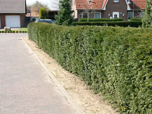 Low Maintenance Evergreen Shrubs 