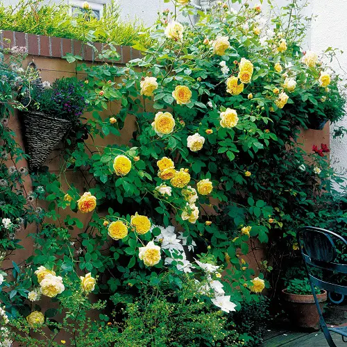 Yellow Rose Varieties