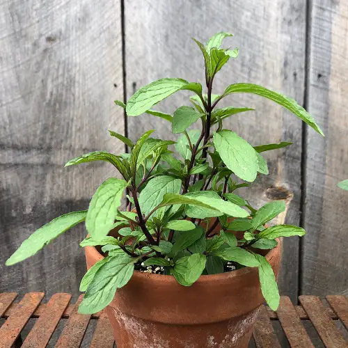 Thai Herbs 5