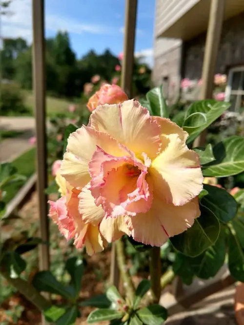 top best Types of Desert Rose Varieties