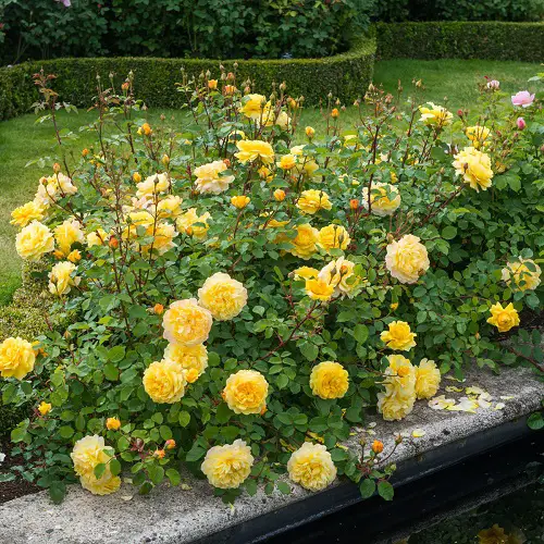 Yellow Rose Varieties5