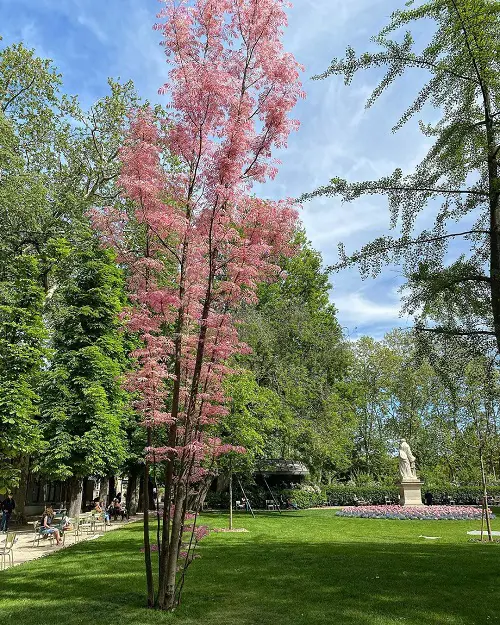 Toona Sinensis 'Flamingo' Tree Care