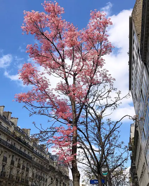 Toona Sinensis 'Flamingo' Tree Growing Information