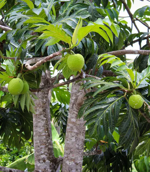 best Mouthwatering Fruits That Begin With A