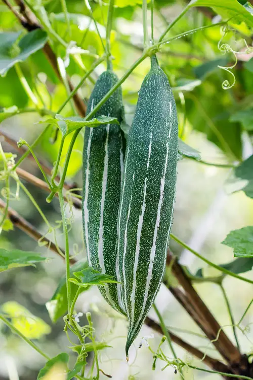 Veggies That Remind Me of Cucumbers