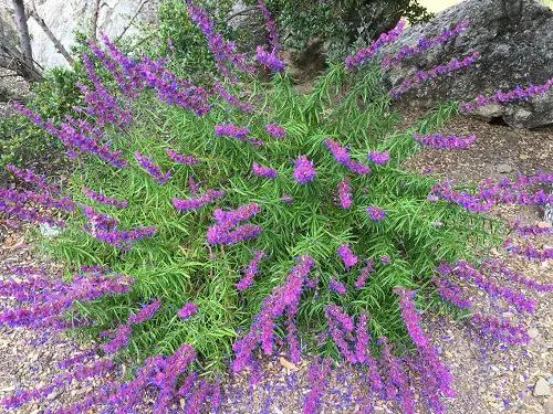 best Common Native Plants in California 