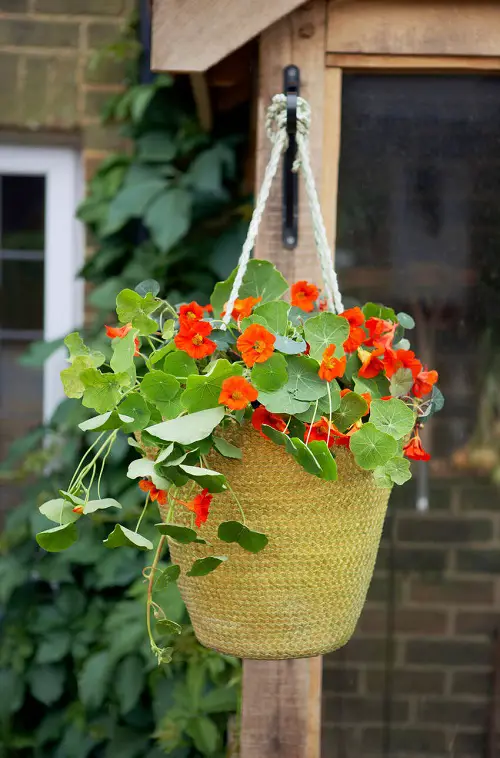 lovely Trailing Perennials for Hanging Baskets and Plant Arrangements 8