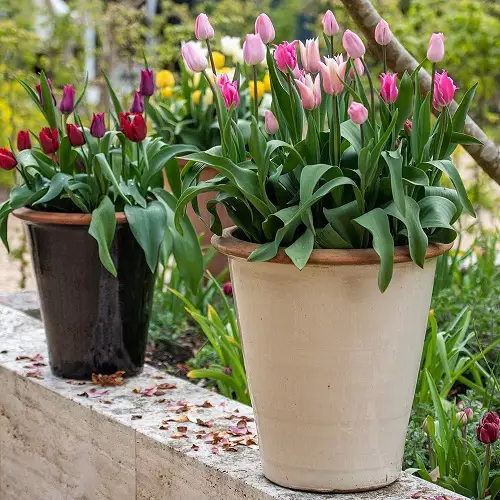 Google lists the world's most popular flowers.
