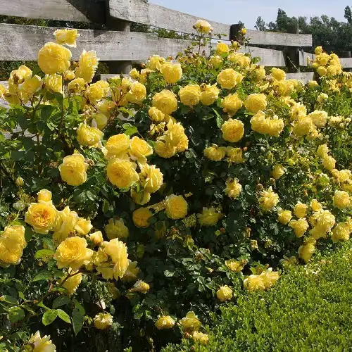 Numerous Yellow Rose Varieties