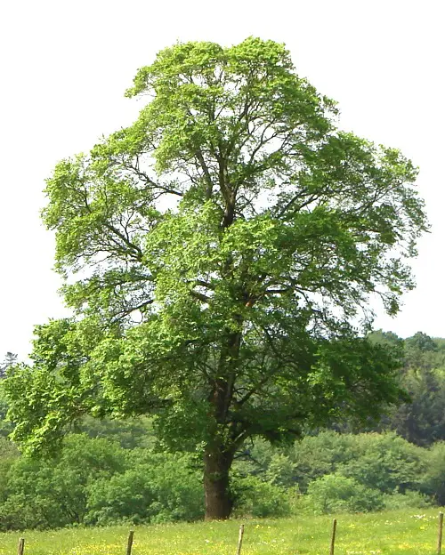 beautiful Best Trees to Reduce Pollution