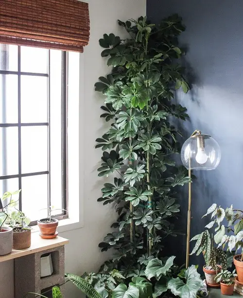 amazing Urban Jungle Plants