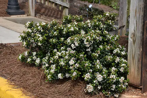 Best Indian Hawthorn Varieties 5