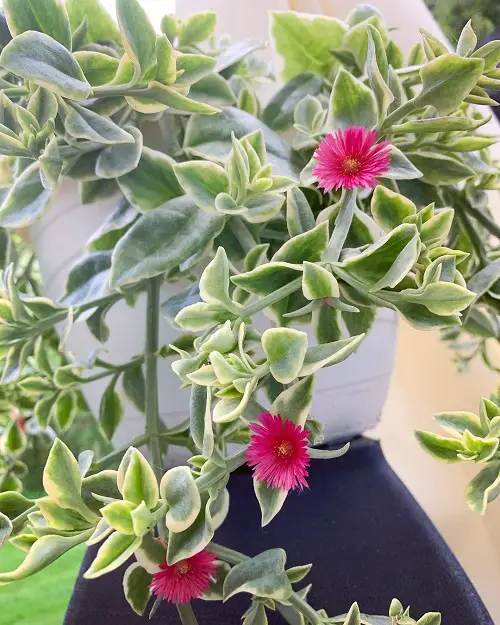 Pink Flowers Among Succulents