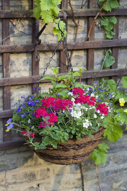 best Trailing Flowers for Hanging Baskets