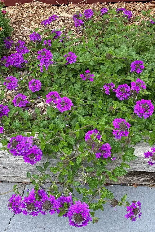 lovely Flowers That Require Little Water 