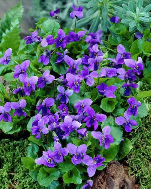 best Lovely Flowers that Stand for Family