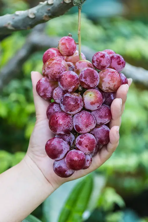 beautiful Fruits With A R in Them