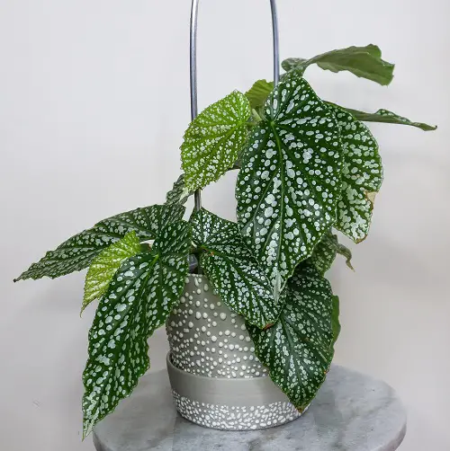 Stunning Begonia Maculata Varieties