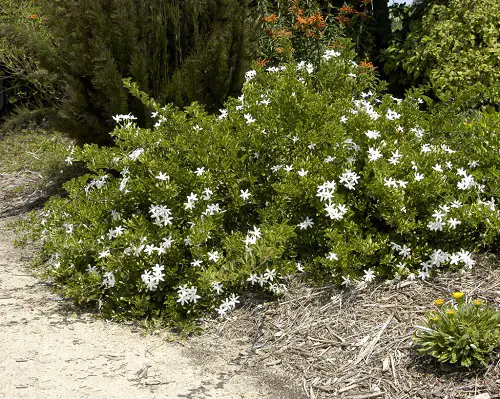 Plants from Jamaica in garden