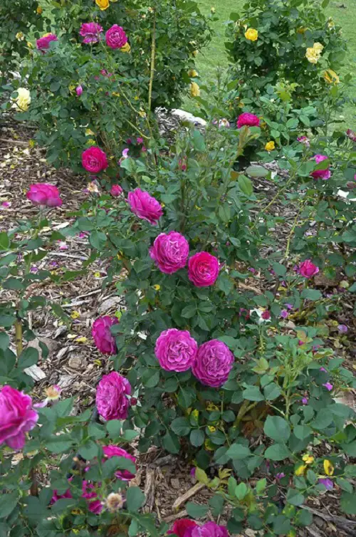 Gorgeous Long-Stemmed Roses for the Yard