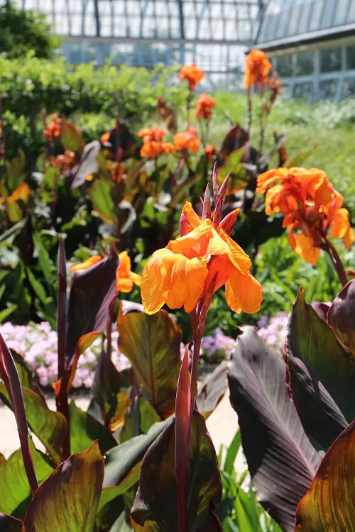 Top best Tall Canna Lily Varieties