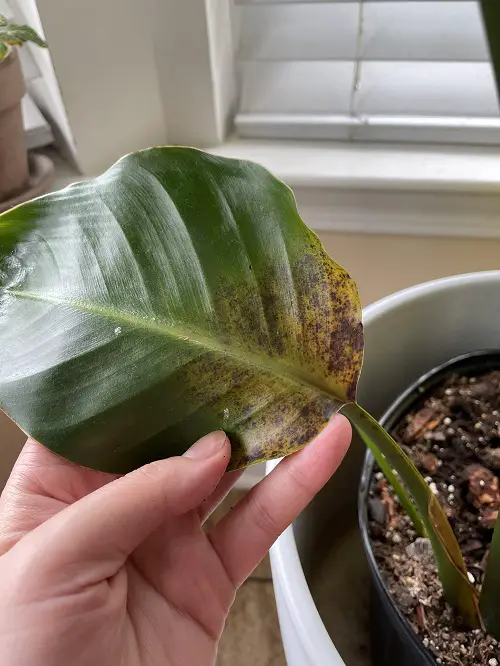 Yellowing Leaves