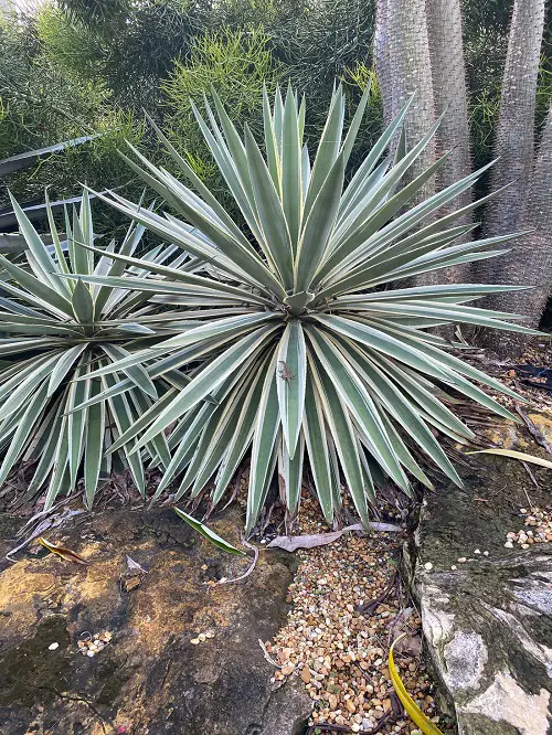 Agave Plant in garden 