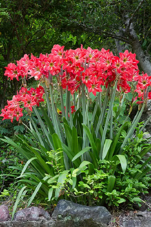 Gorgeous Plants with Sword-Shaped Leaves