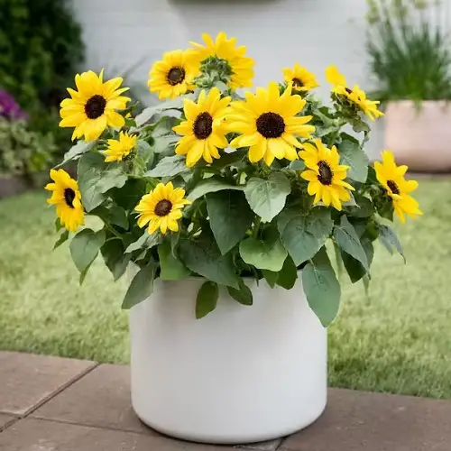 Amazing Most Popular Flowers in the World According to Google