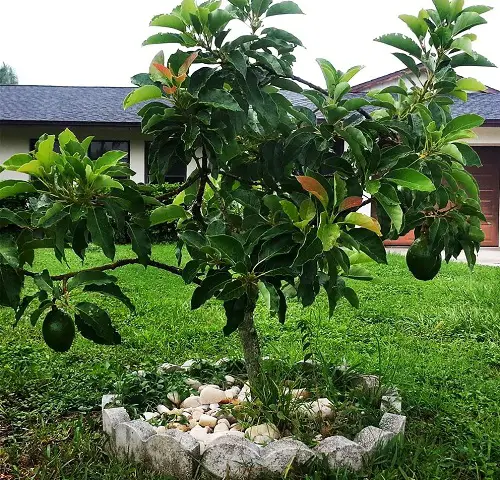 Plants from Jamaica