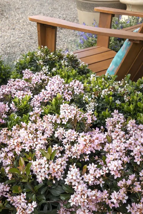Best varieties of Indian Hawthorn 2
