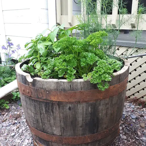 Whiskey Barrel Planters