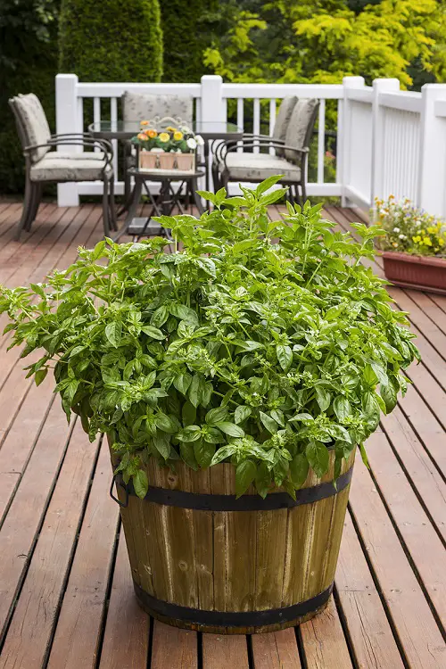 Fantastic Whiskey Barrel Planters Ideas in potio