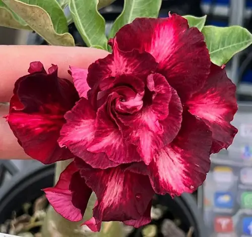 Types of Desert Rose Varieties