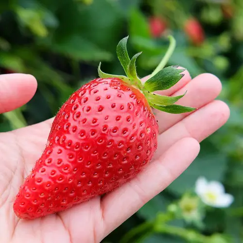 Giant Strawberries 3