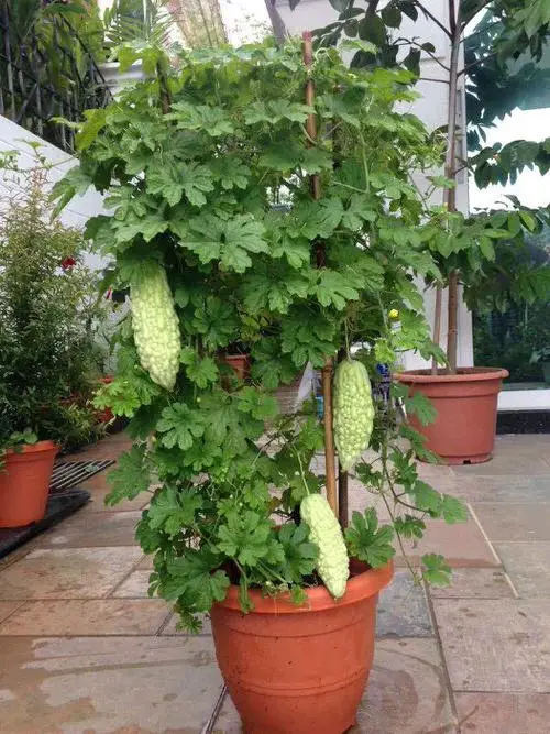 top Veggies That Remind Me of Cucumbers