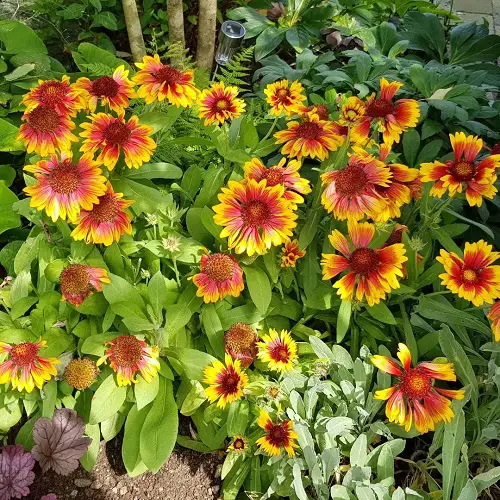 Perennial Flowers That Bloom From Spring
